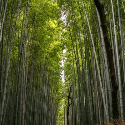 萌宠消消消下载最新版